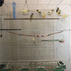 Cage For Bird 