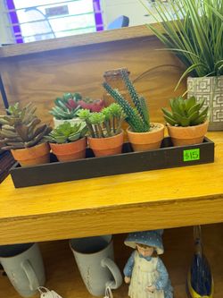 Succulent and Cactus Set in Wood tray decor