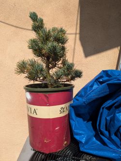 White Pine Bonsai