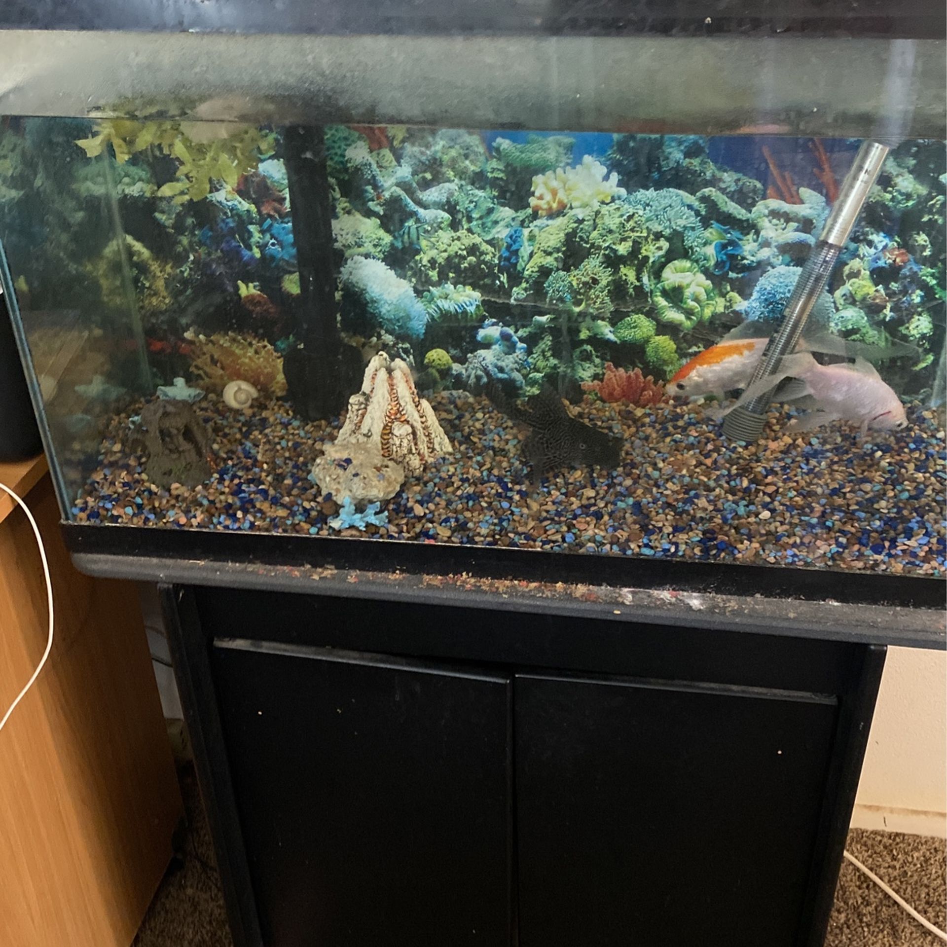 fish tank