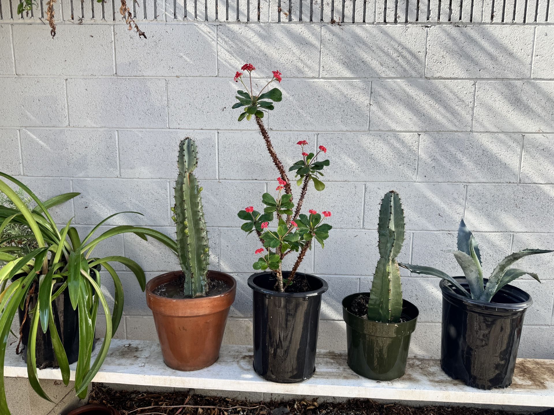 Plants Plantas 🪴