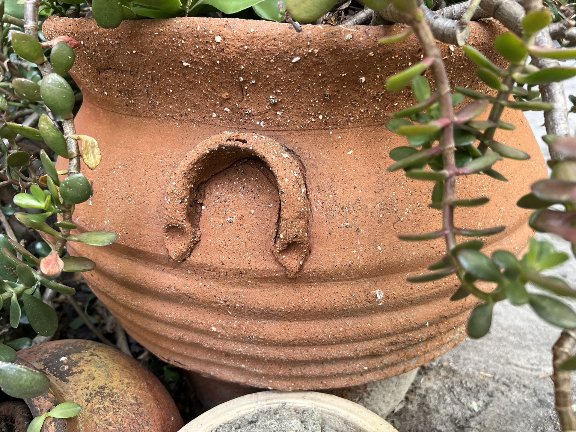 Huge ceramic Potted /5’5 Tall Jade Plant. Moving need a new home. Just $48. We Was Paid The Pot $75