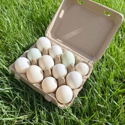 Duck nuggets 🦆🥚