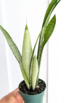 Sansevieria Silver Queen Snake Plant 4" Pot - Indoor House Plants