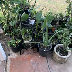 Part Three of The nice selection of plants available