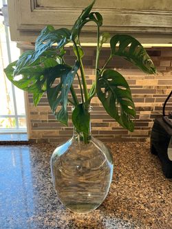 Swiss cheese plant cutting Monstera adansonii