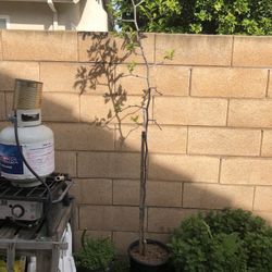 Jujube Plant Nearly 6 Feet Tall