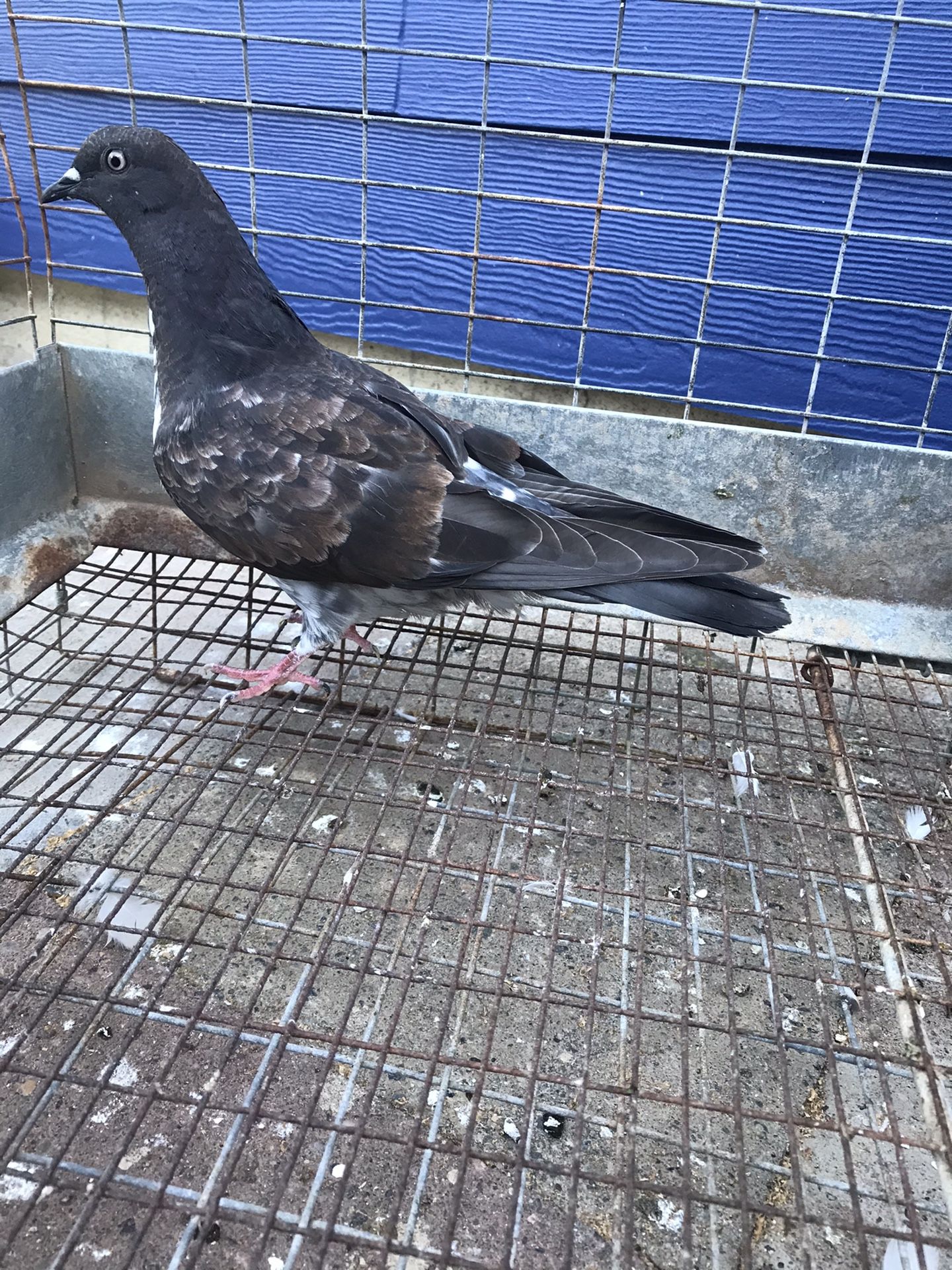 Pigeons