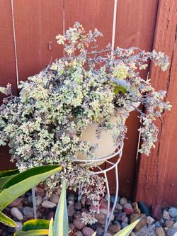 Succulents Box Pink Ice Plant Sandstone