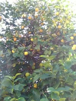Lemons