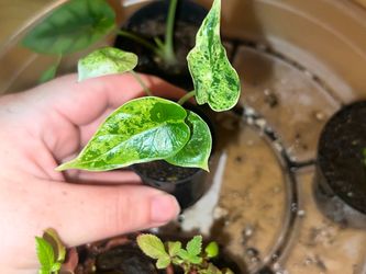 Alocasia dragon scale mint