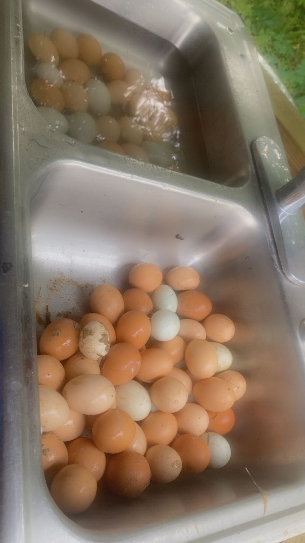 Fresh Chicken Eggs