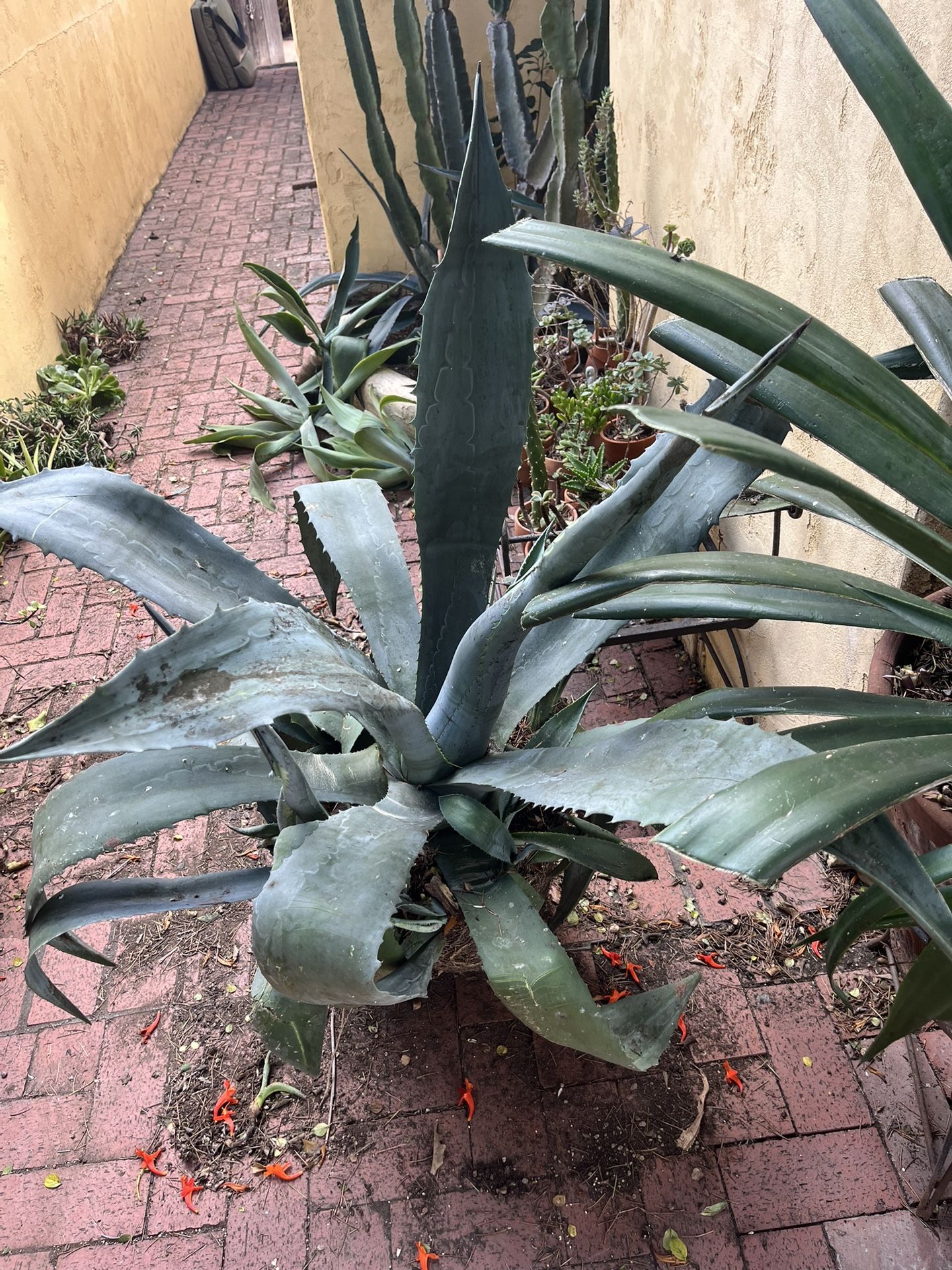 Large Blue Agave Succulent / Cactus
