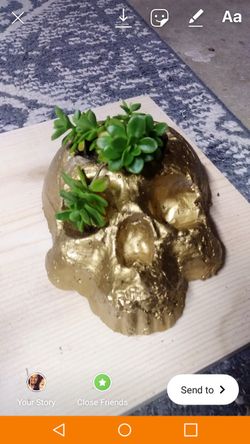 Skull succulent holder