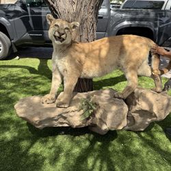 Mountain Lion  