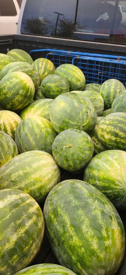 Fresh Whole Watermelons