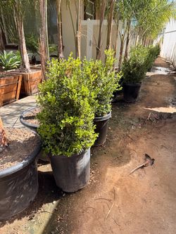 Japanese boxwood 30 gallons