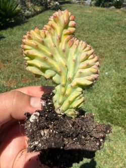 2.5” Crested Cactus