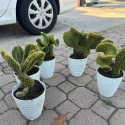 Brain Cactus 10$ Each