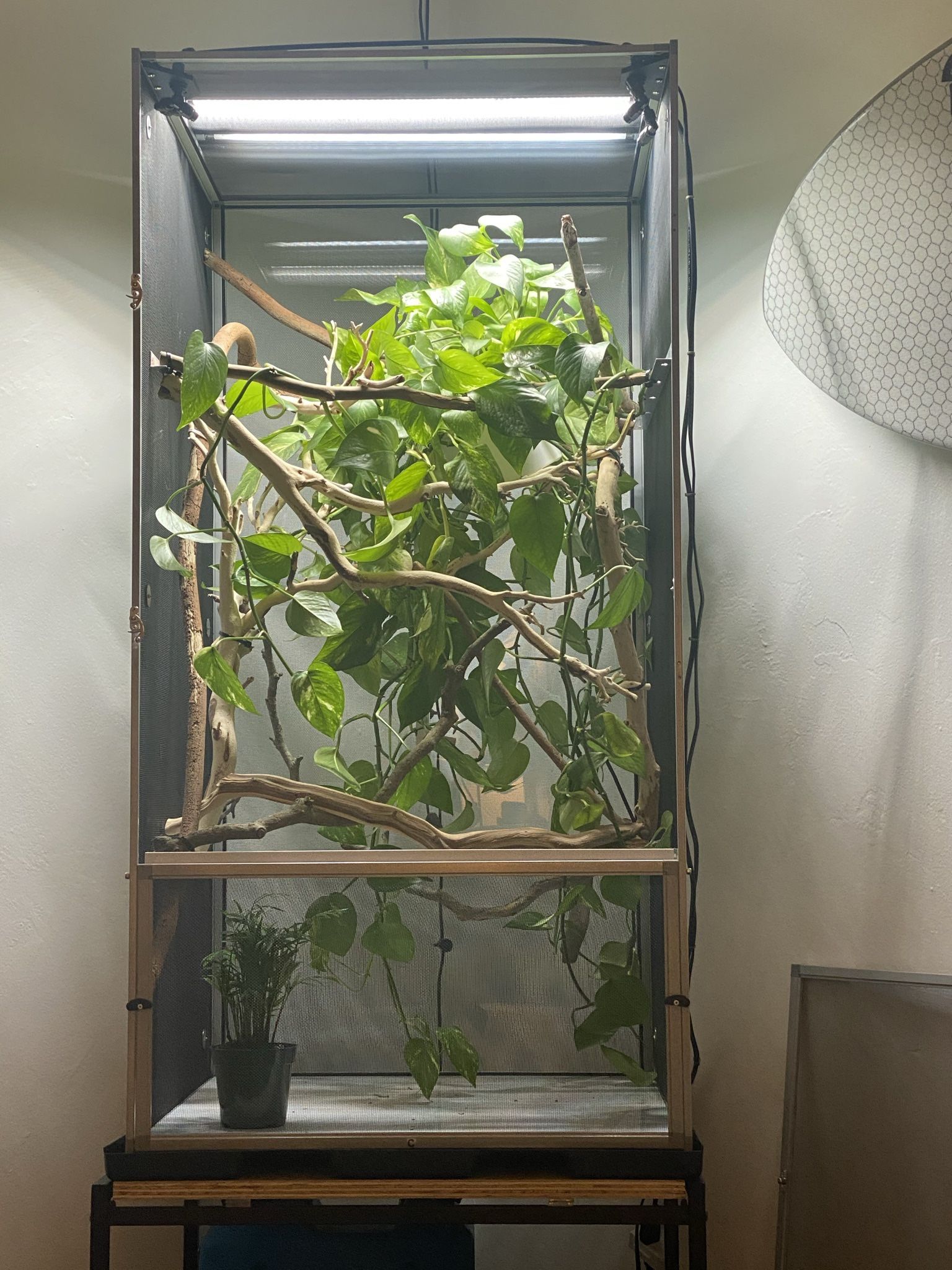 Chameleon Cage Setup
