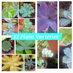🪴 Plant Varieties 🌿 $3each