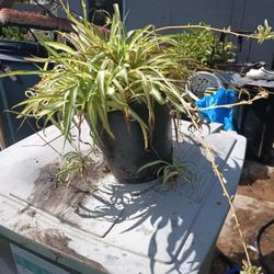 Spider Plant  $10