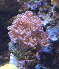Plastic Aquarium Decoration