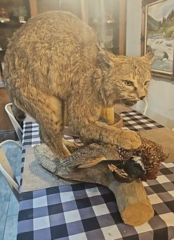 Bobcat taxidermy