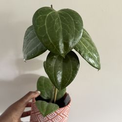 Hoya Latifolia Sarawak
