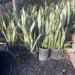 Snake Plant