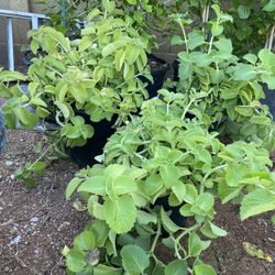 Oregano Orejon Cada Uno 