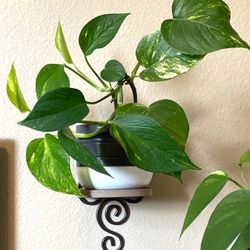 Golden Pothos House Plant In Beautiful Textured Ceramic Pot 4"H.