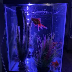 20 gallon fish tank ( FISH NOT FOR SALE)