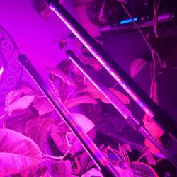 Purple LED Light 3 Heads 