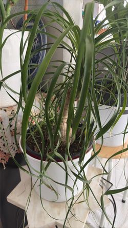 Ponytail palm