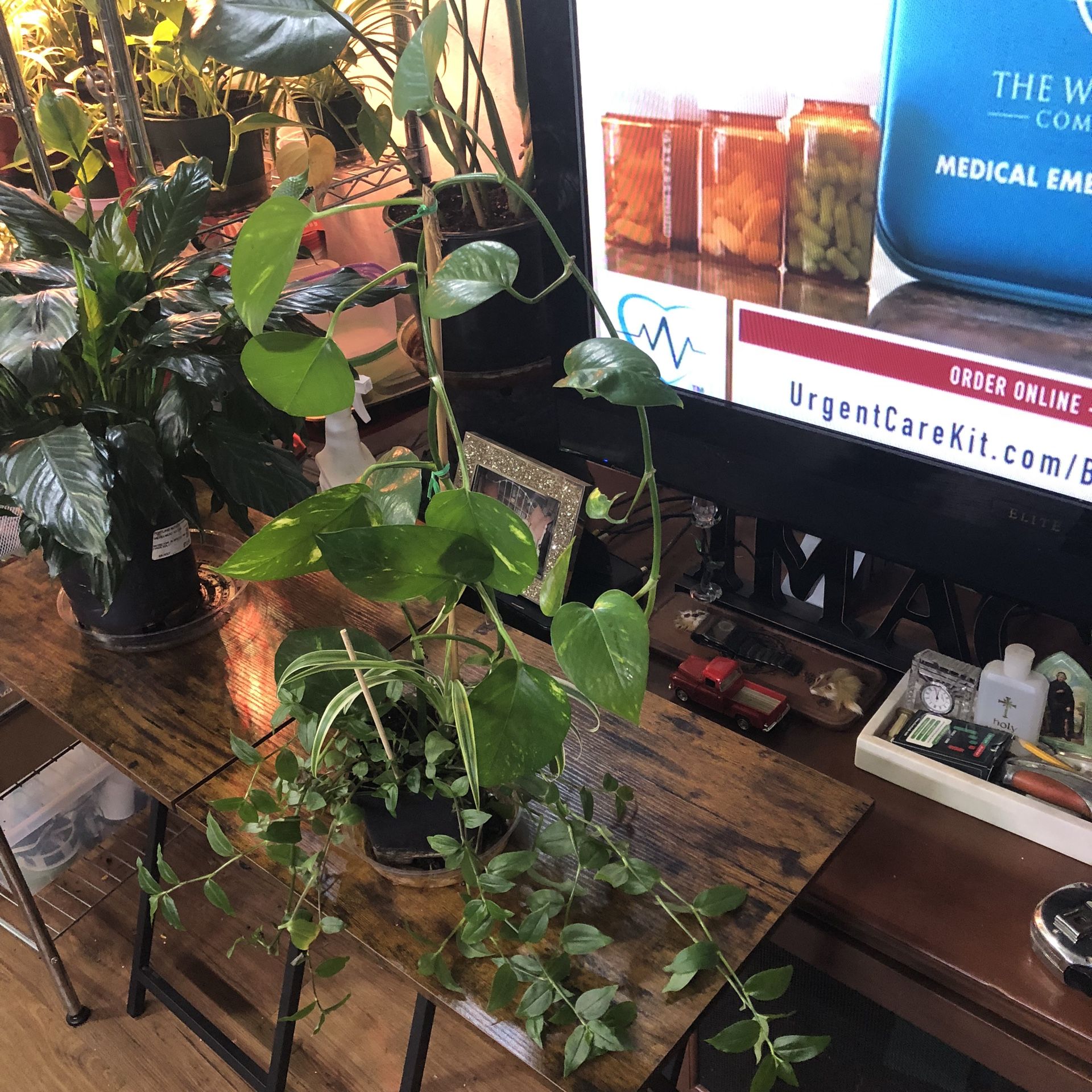 Vining Pothos, Spider, Wounding Jew Plants 🪴