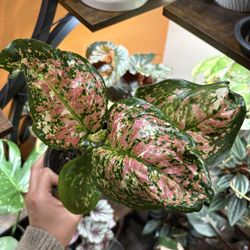 Tricolor Anyamanee Aglaonema