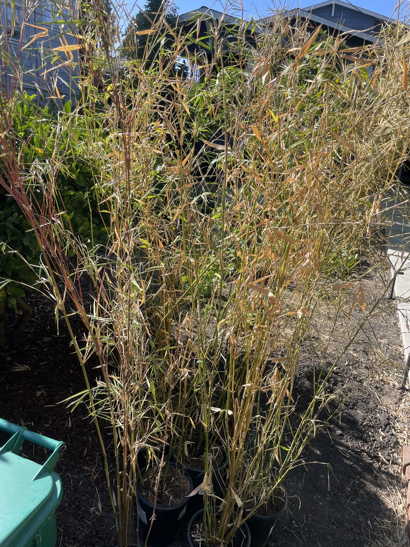 10 6-9’ Tall Potted Bamboo Plants