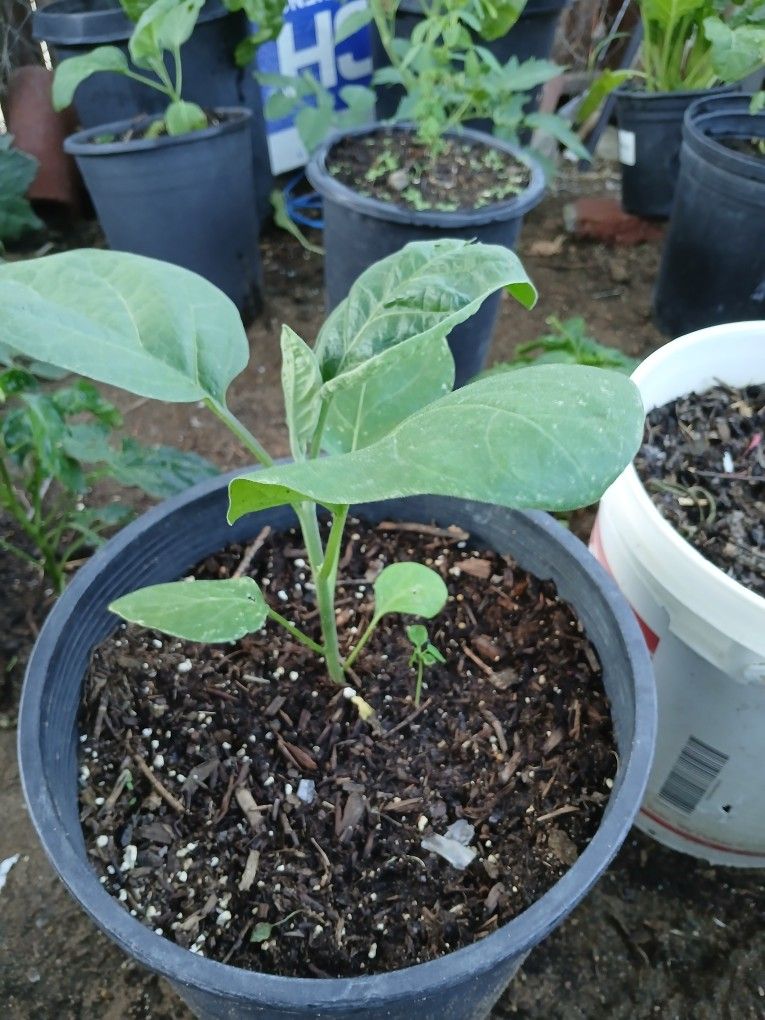 Verengenas,or Egg Plant,15 Cada Una