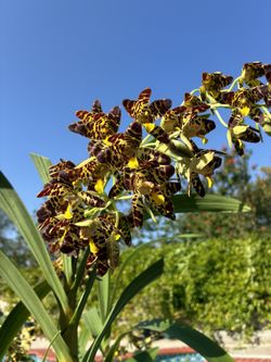 Ansellia Africana Orchid