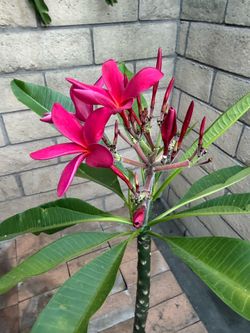 Plumeria red