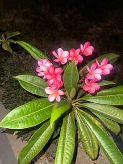 Pink Plumeria Frangipani Live Plant