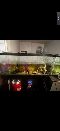 55 gallon fish tank