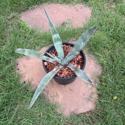 Beautiful Garden Agave Plant Easy Maintenance Is Nice And Big.