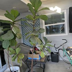 Fiddle Plant- 8 Foot Tall