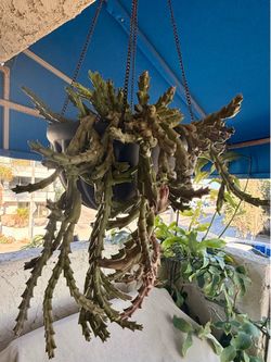 Beautiful Starfish Flower (Orbea variegata)Plant
