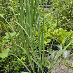 Lemon Grass 3ft 