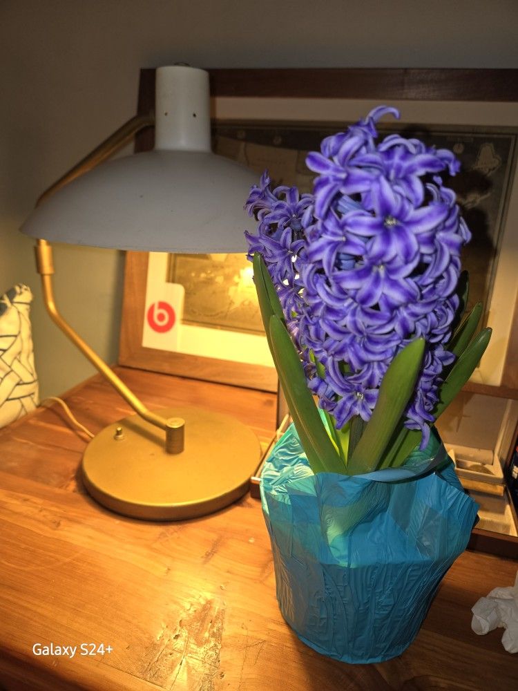 Knoll Lamp