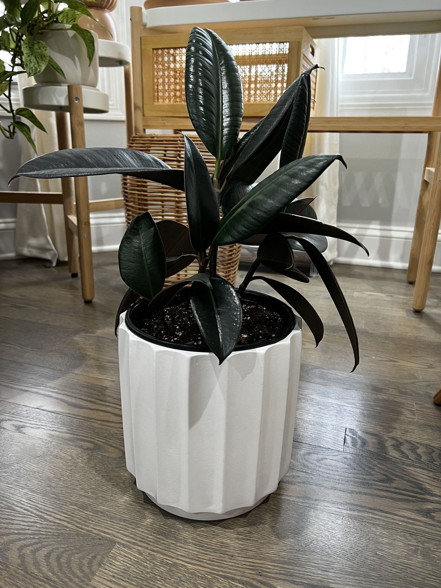 Rubber Plant With 8in Pot