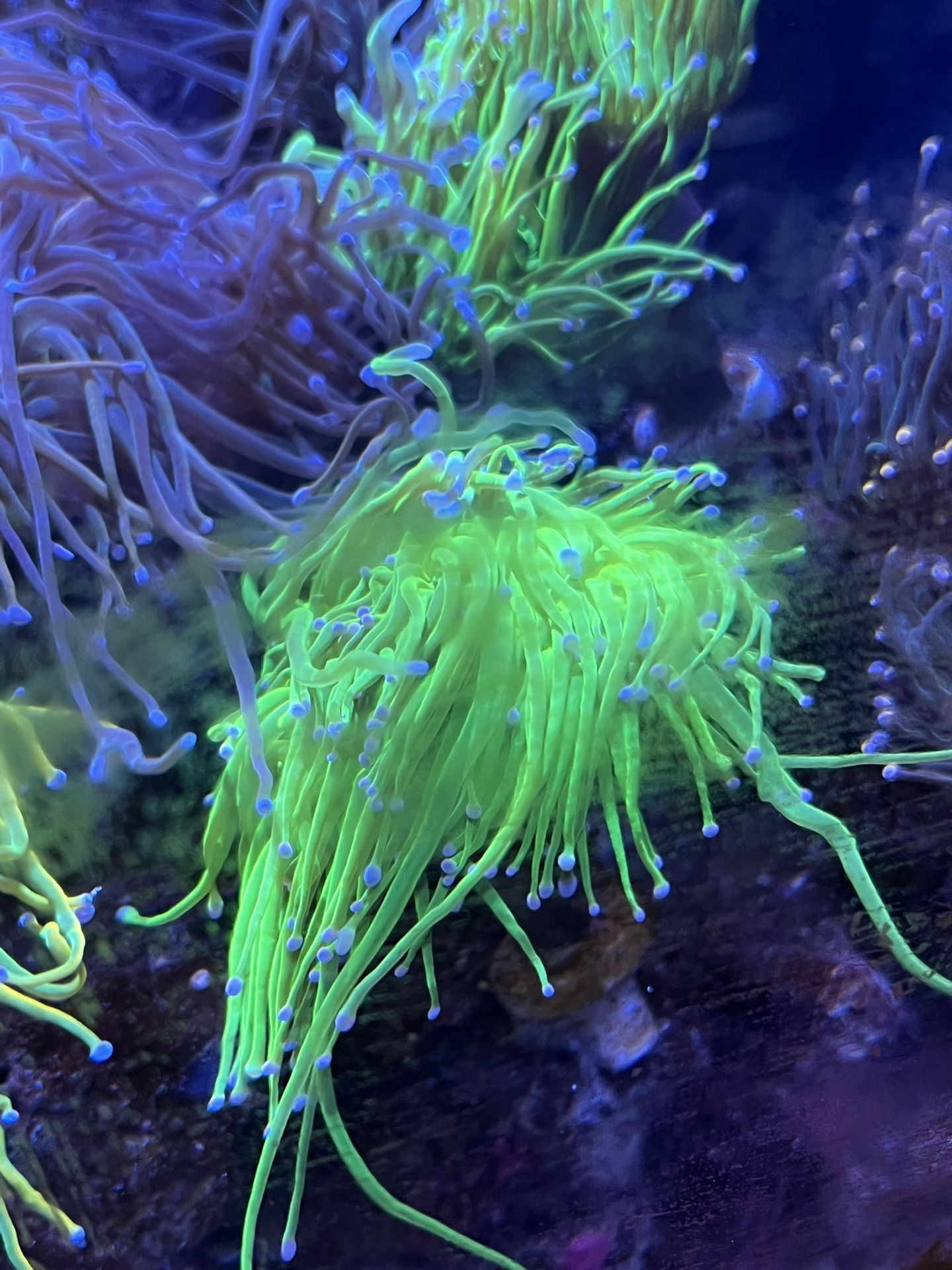 Torch Coral Decoration